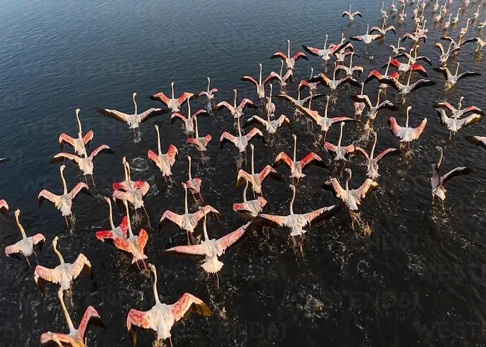 Bird\'S Home